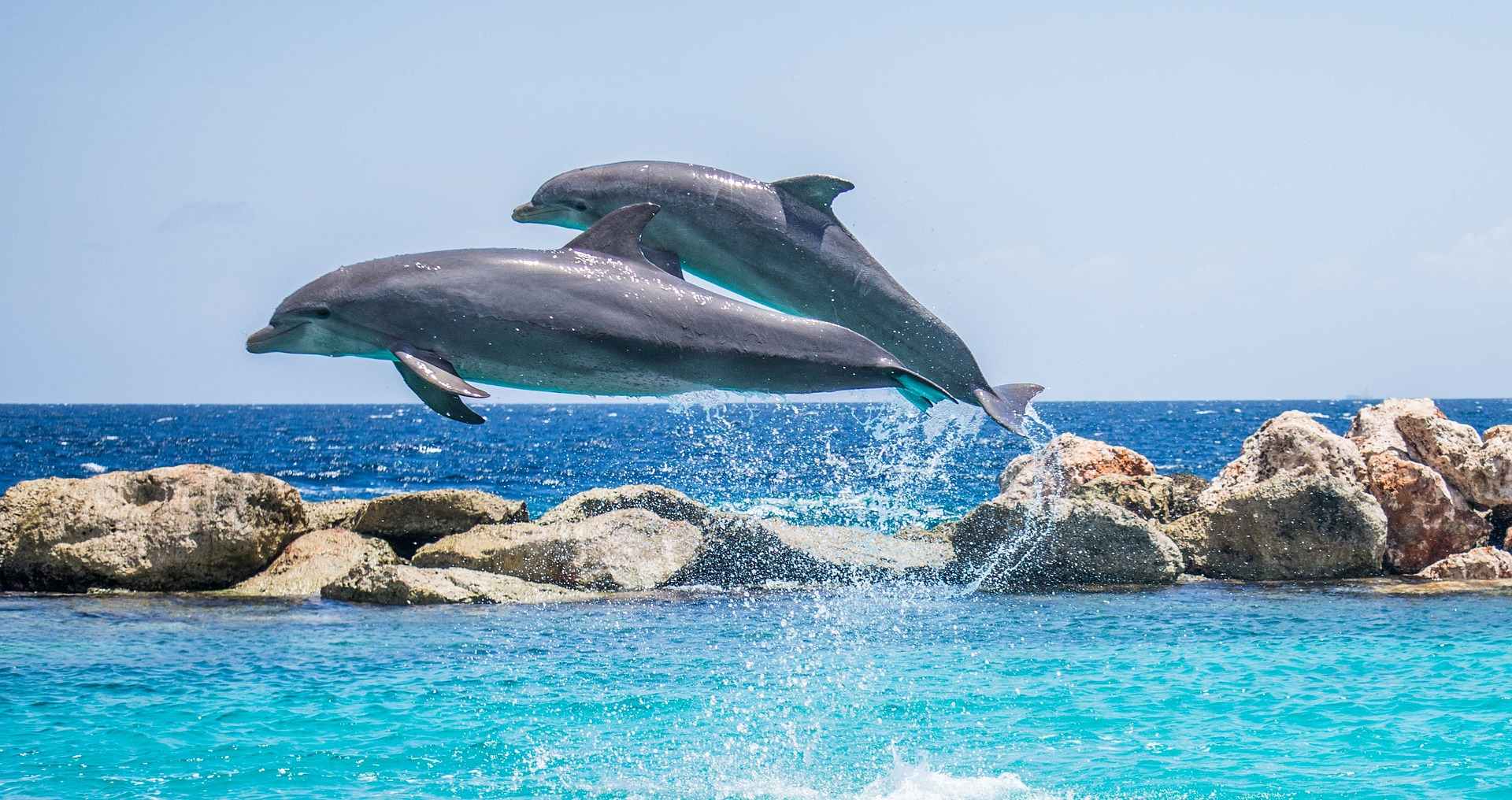 Ein Bild von Delfinen